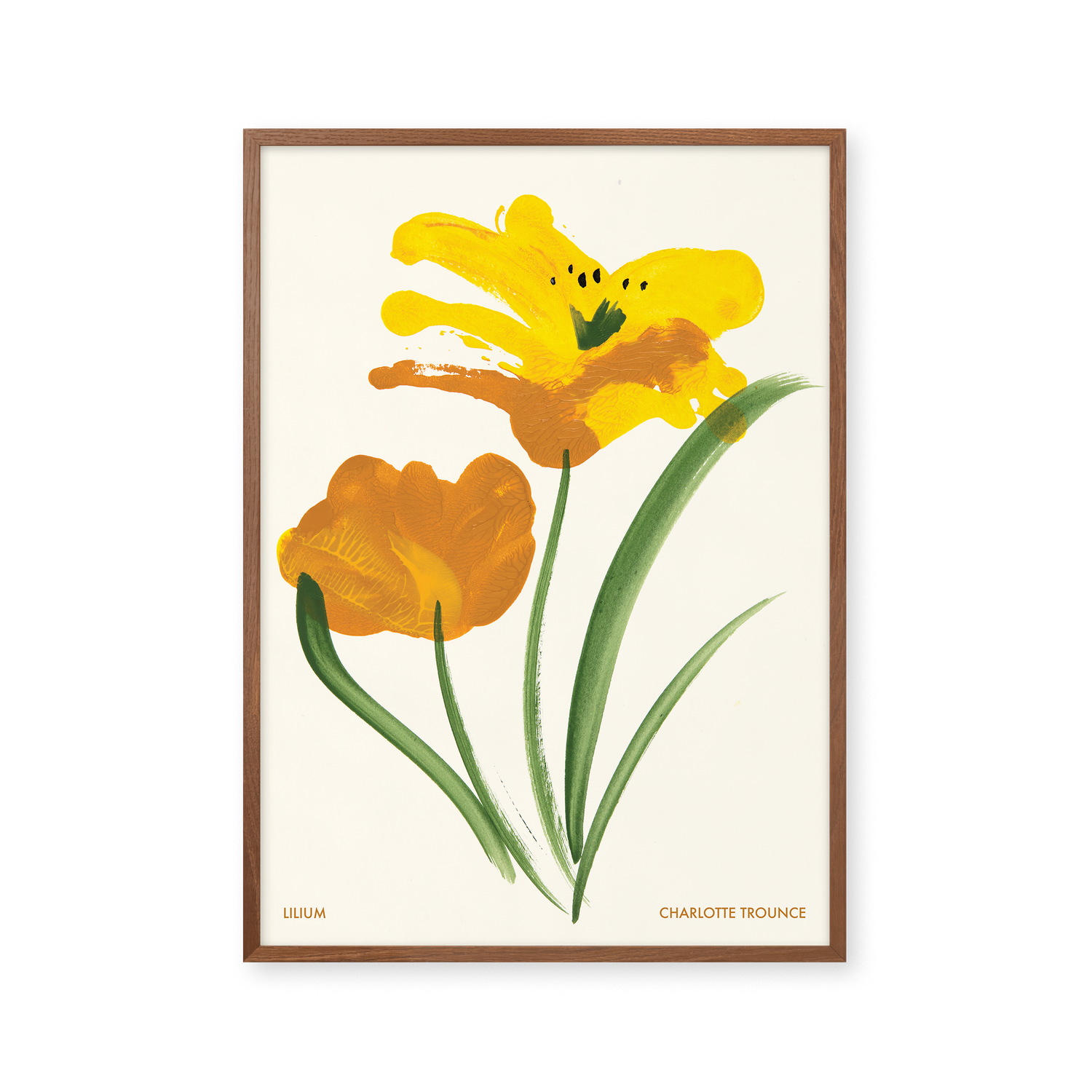 Lilium
