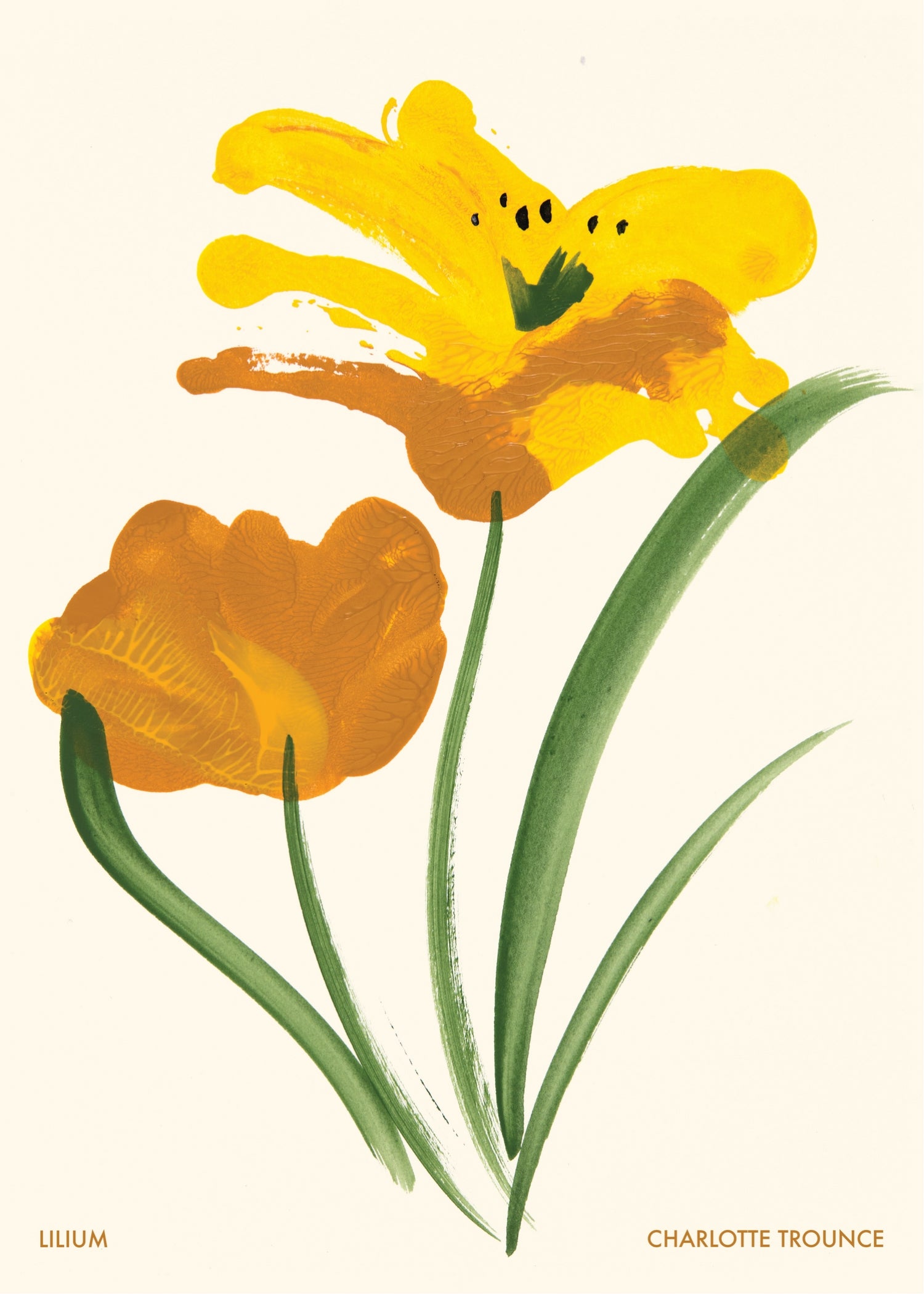 Lilium