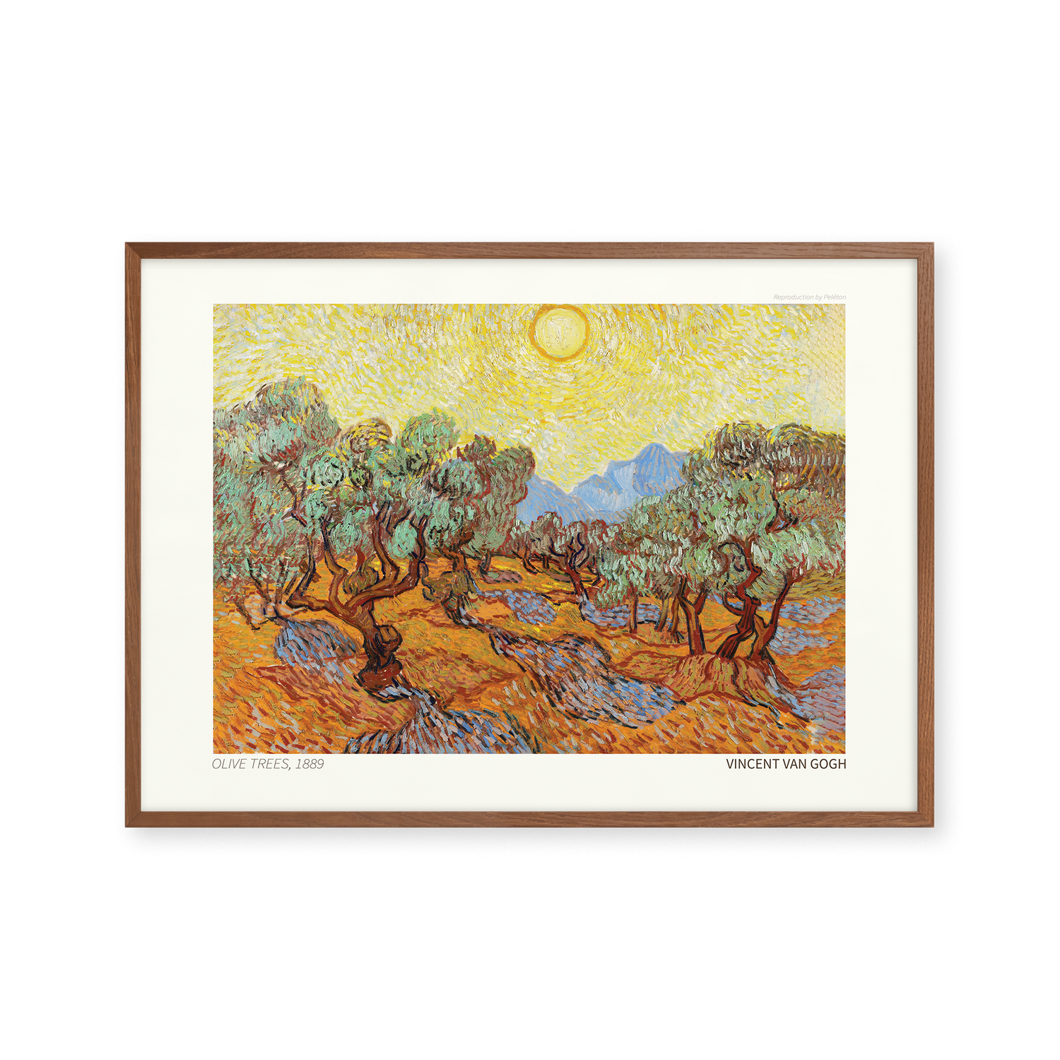 Olive Trees