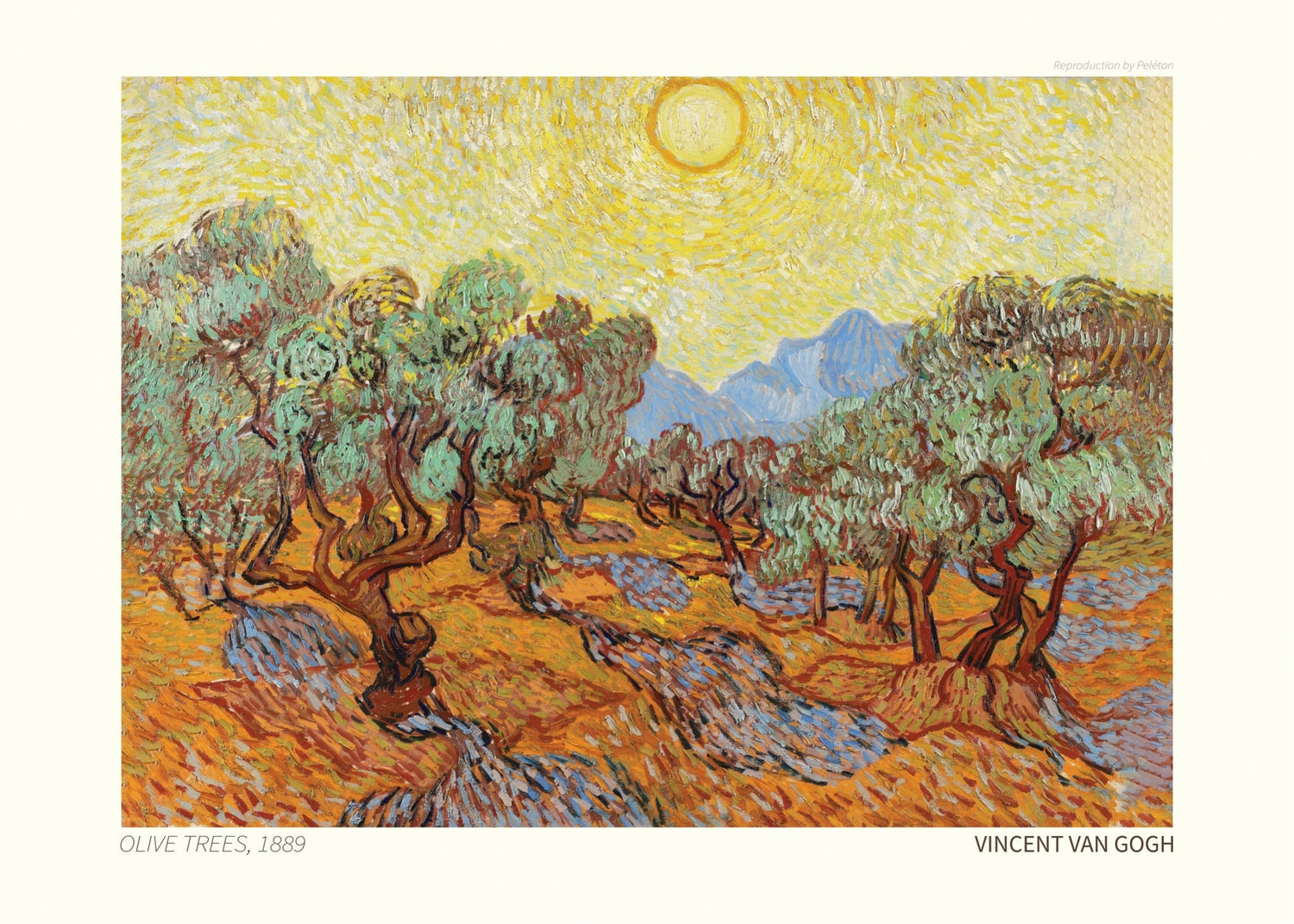 Olive Trees