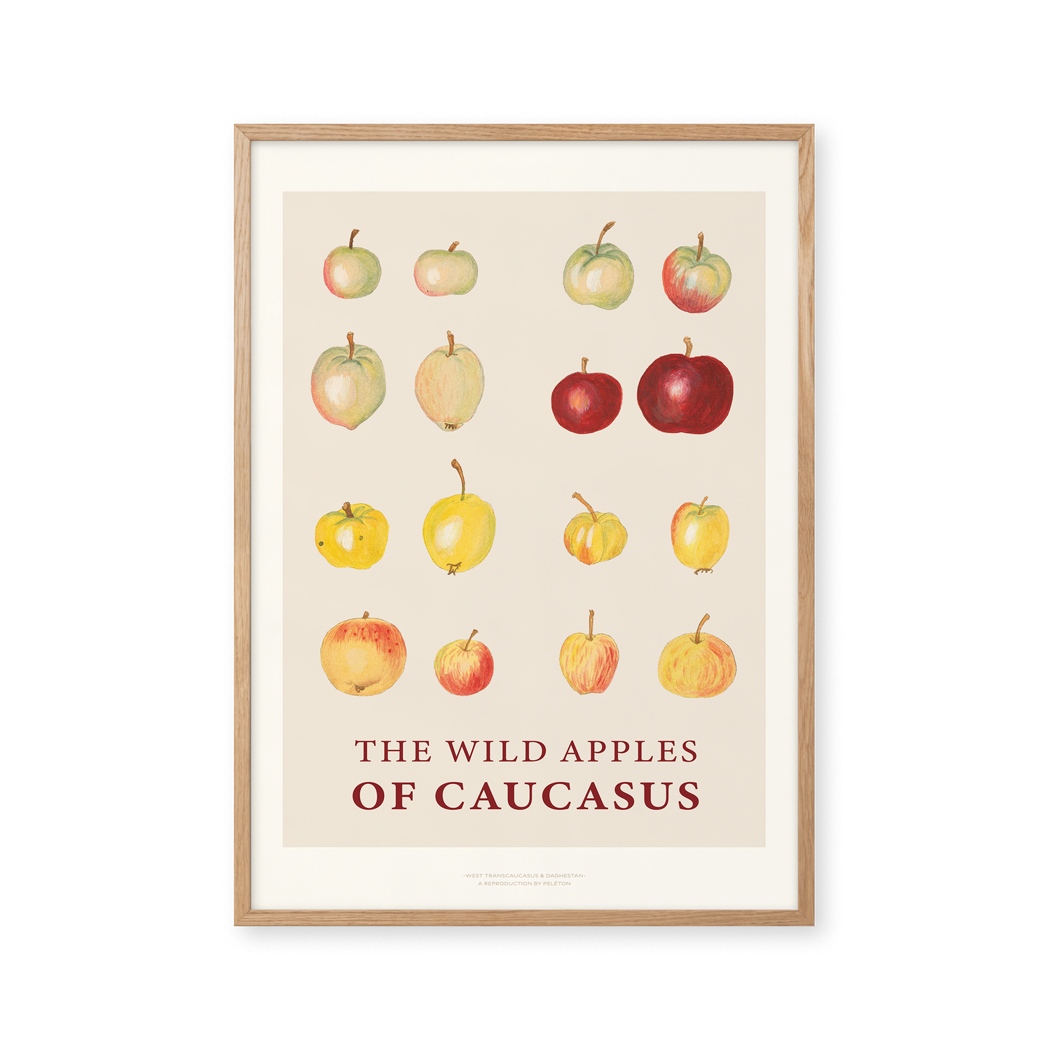 The Wild Apples Of Caucasus