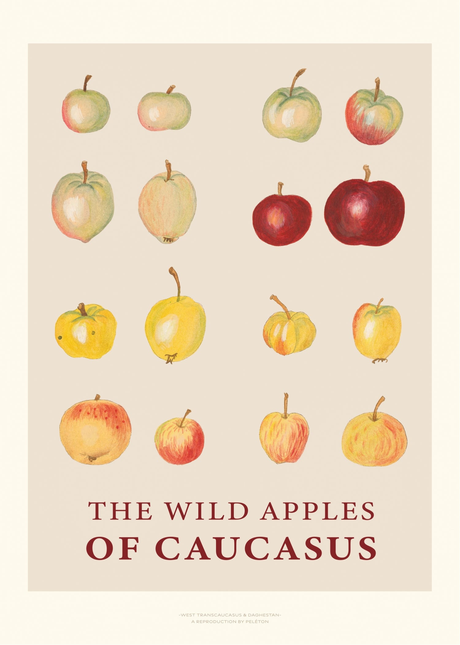 The Wild Apples Of Caucasus