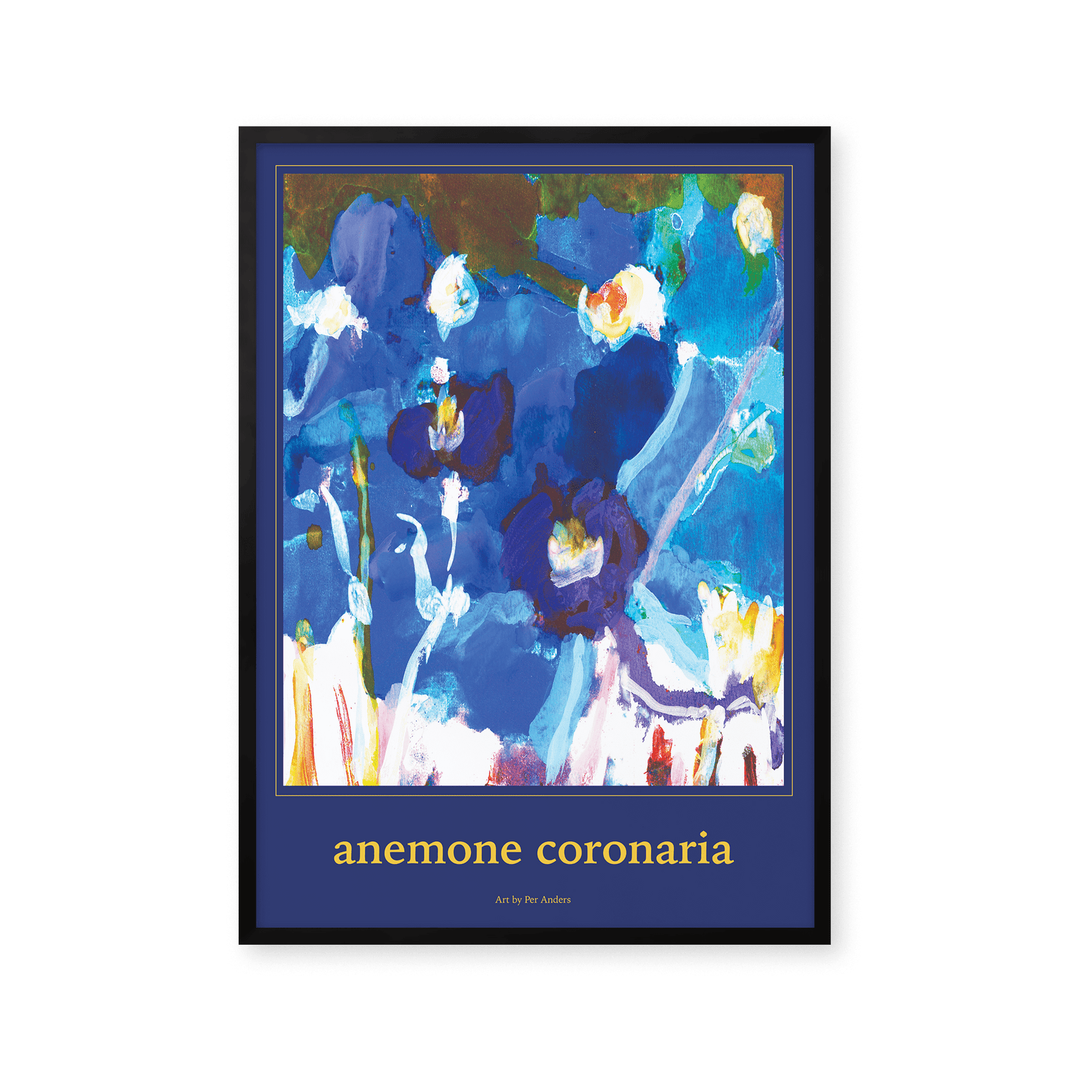 Anemone coronaria