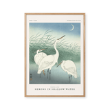 Herons in shallow water