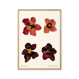 Nasturtium I
