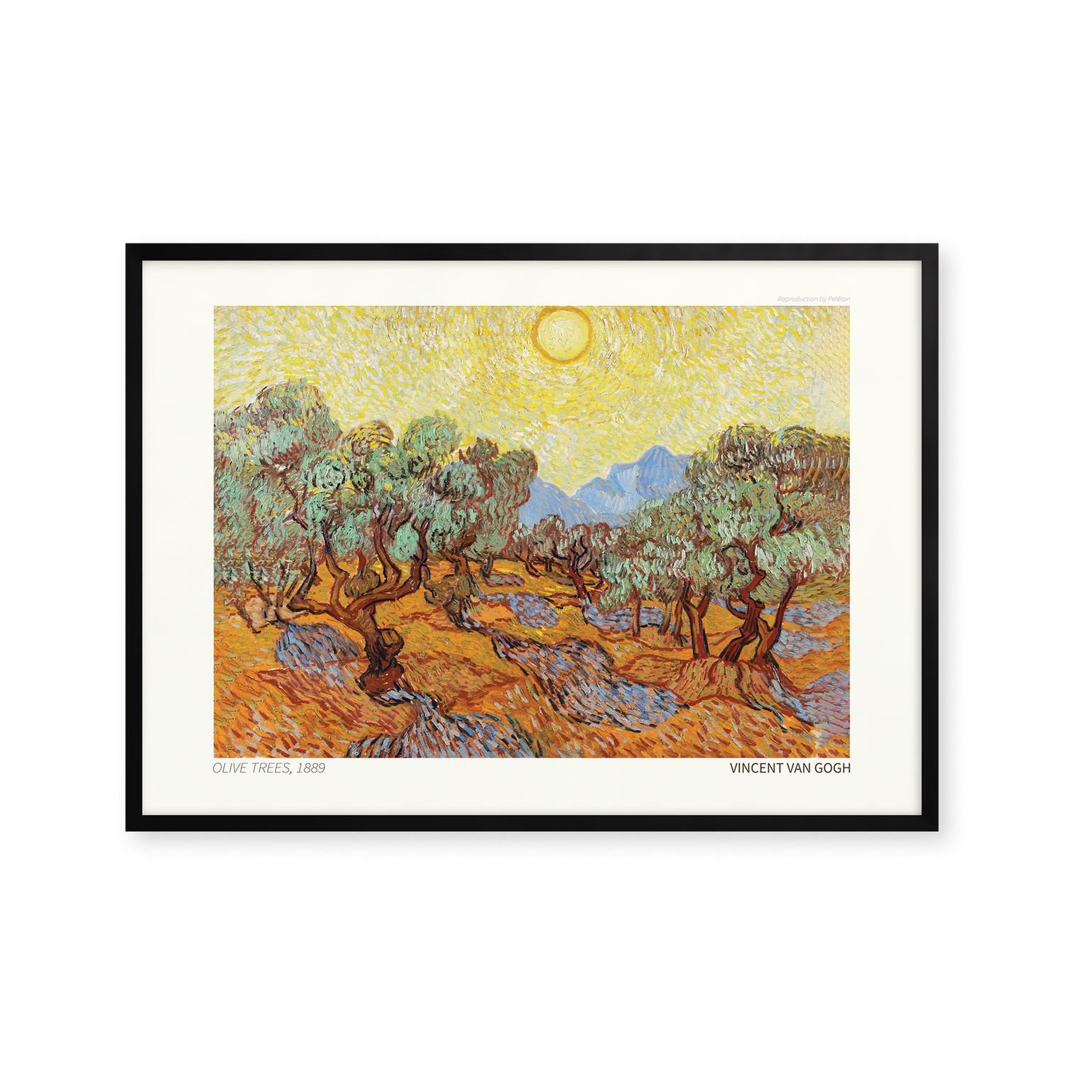 Olive Trees
