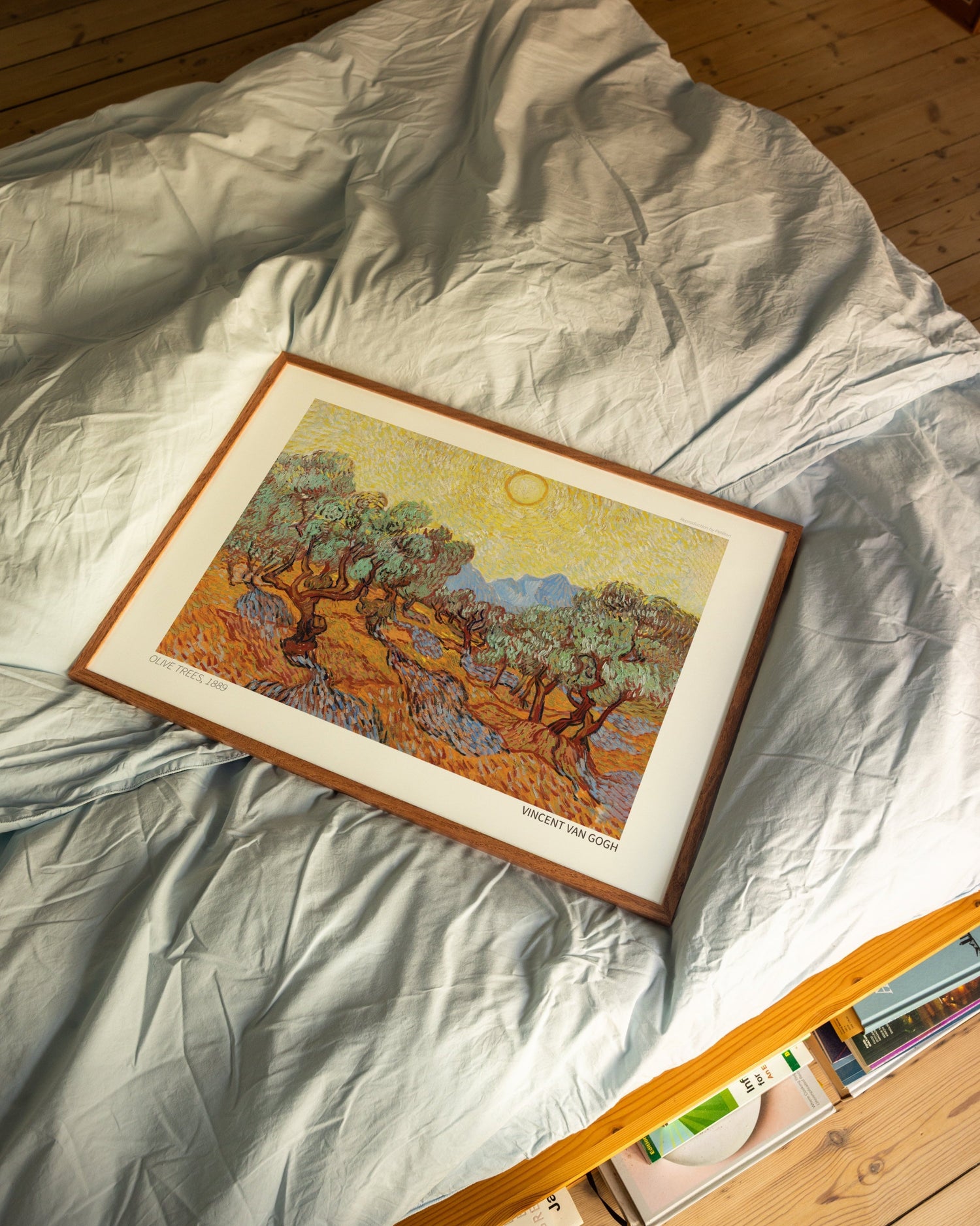 Olive Trees