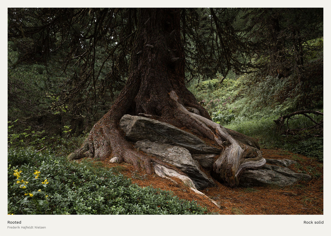 Rooted, Rock Solid