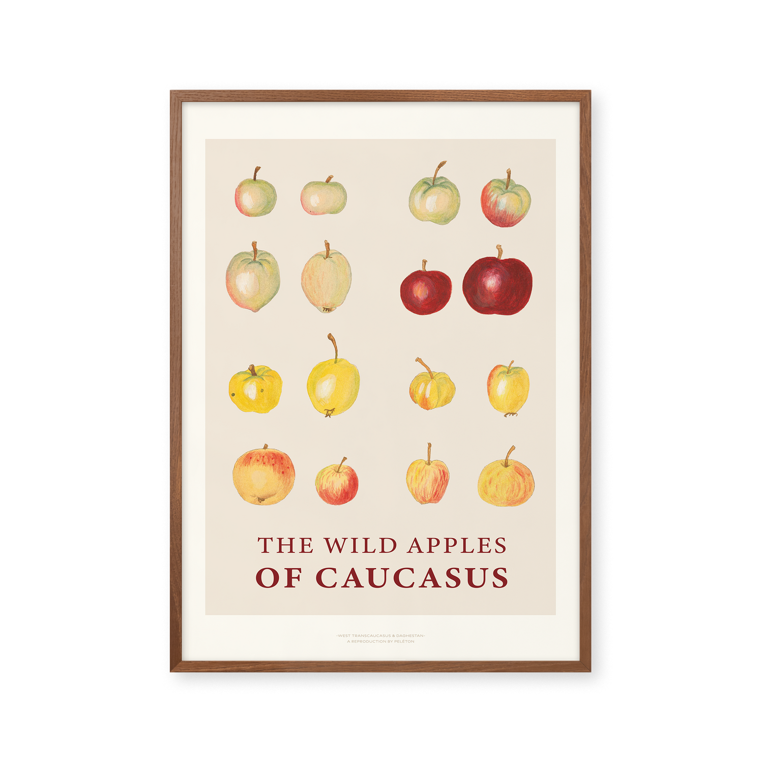 The Wild Apples Of Caucasus